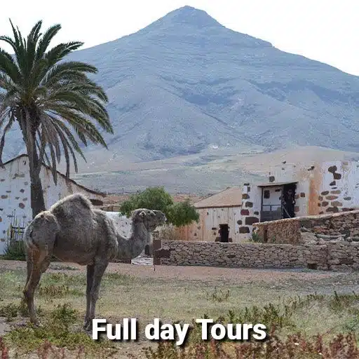 full day tours