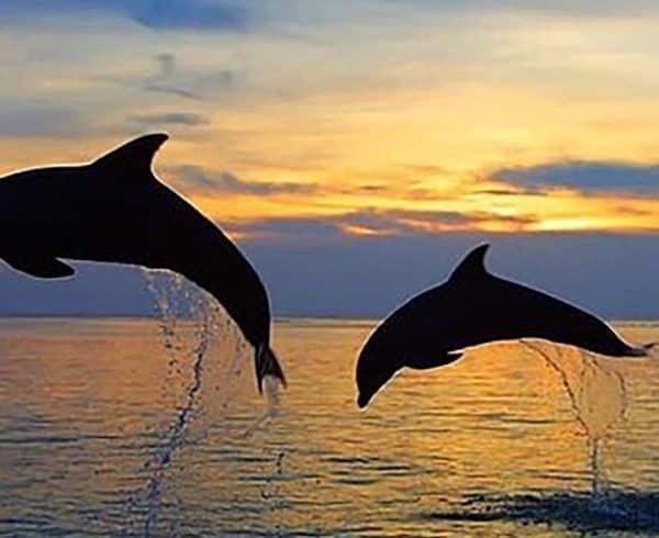 I Love Sunset & Dolphins