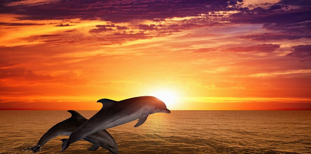 I Love Sunset & Dolphins