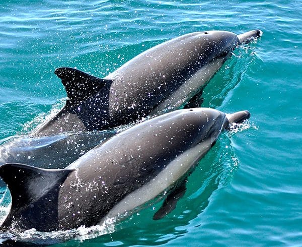Lobos Island & Dolphins Cruise