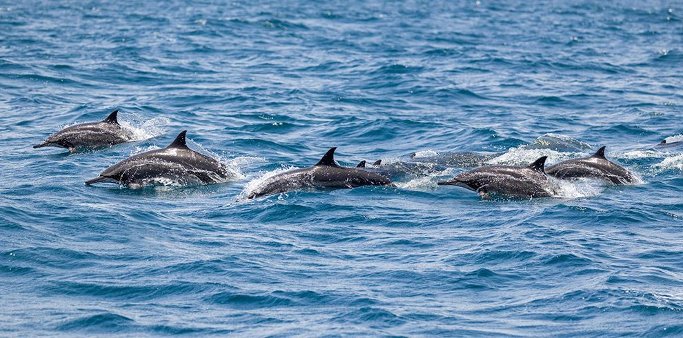 Lobos Island & Dolphins Cruise
