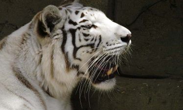 Rancho Texas Animal & Splash Park Entry