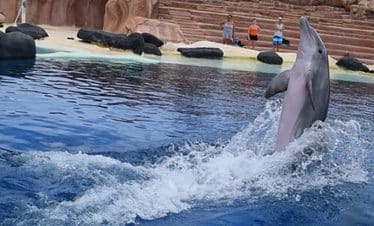 Rancho Texas Animal & Splash Park Entry