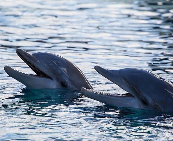 Rancho Texas Animal & Splash Park Entry