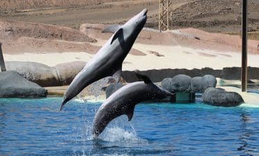 Rancho Texas Animal & Splash Park Entry