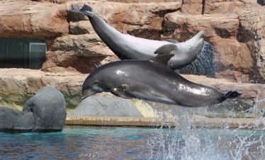 Rancho Texas Animal & Splash Park Entry