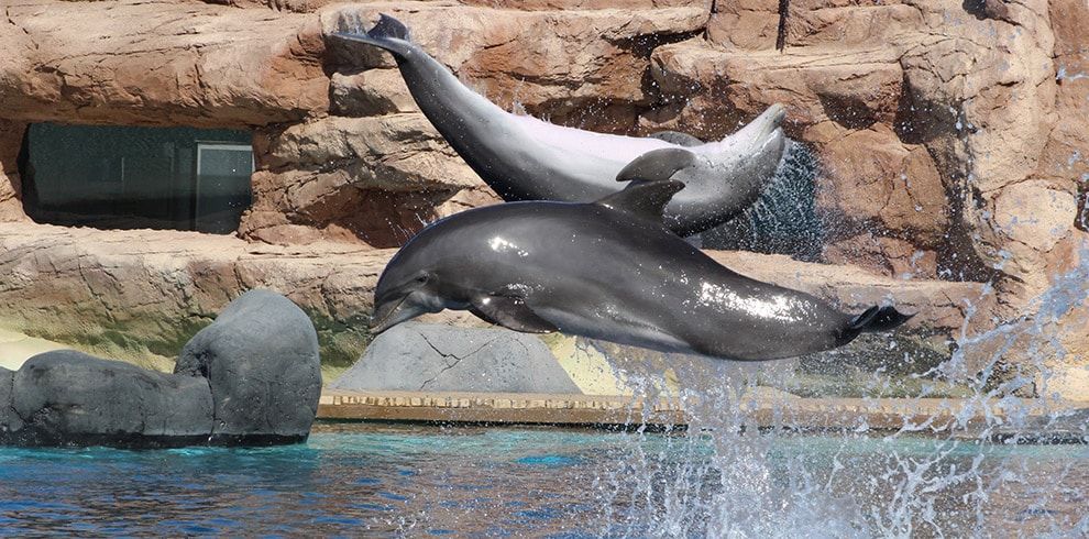 Rancho Texas Animal & Splash Park Entry