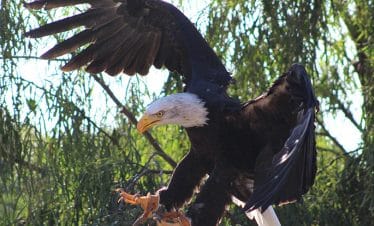 Rancho Texas Animal & Splash Park Entry
