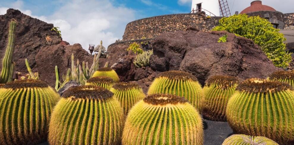 Cactus Garden lanzarote taxonomy